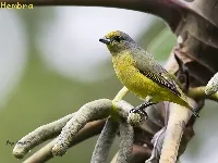 Euphonia affinis